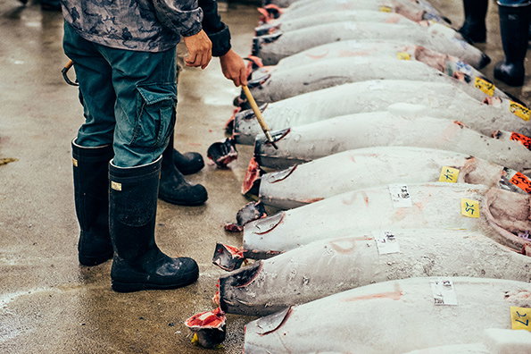 Nico-Tokyo-Fish-Market-itsnicethat-2.jpg