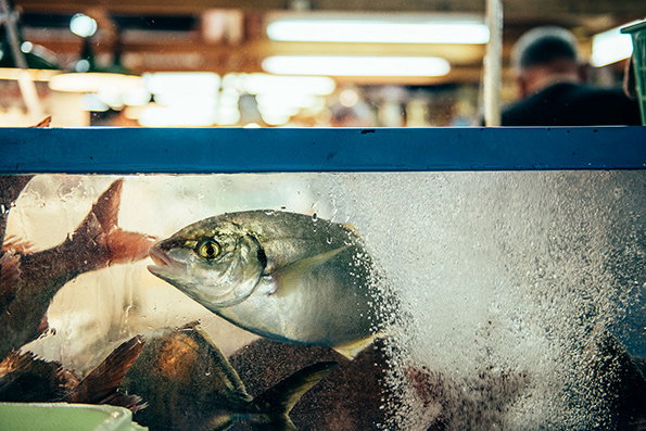 Nico-Tokyo-Fish-Market-itsnicethat-9.jpg