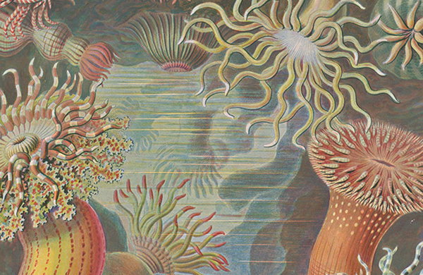 Archive: We delve into The Royal Society's archive of Ernst Haeckel illustrations