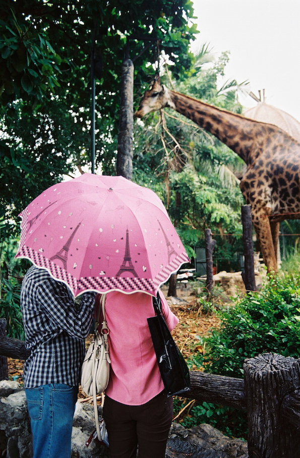 Two people stand under a pink umbrella decorated with images of the Eiffel Tower. Behind them, a giraffe leans its neck over a fence to look at them.