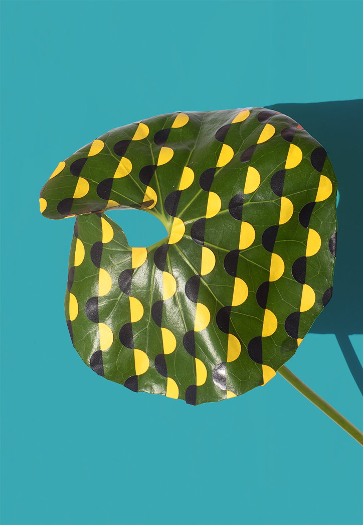 Sarah_Illenberger_Wonderplants_INT_8.jpg