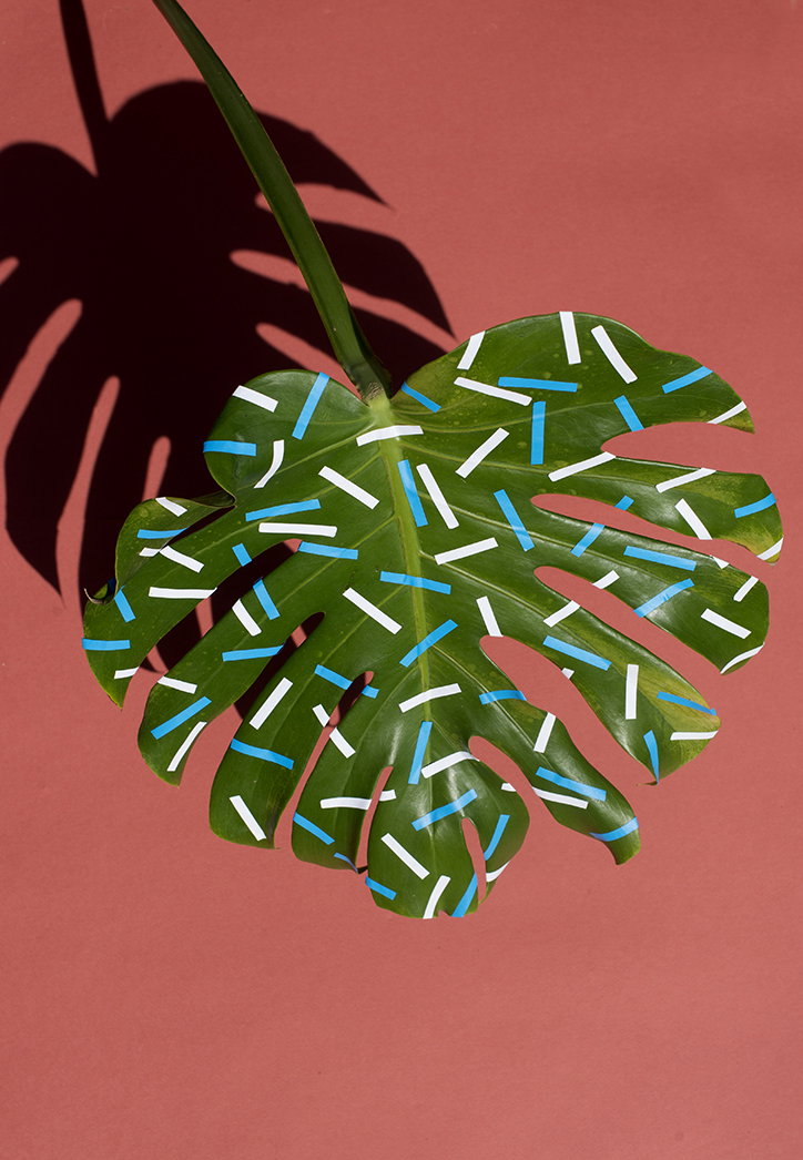 Sarah_Illenberger_Wonderplants_INT_2.jpg