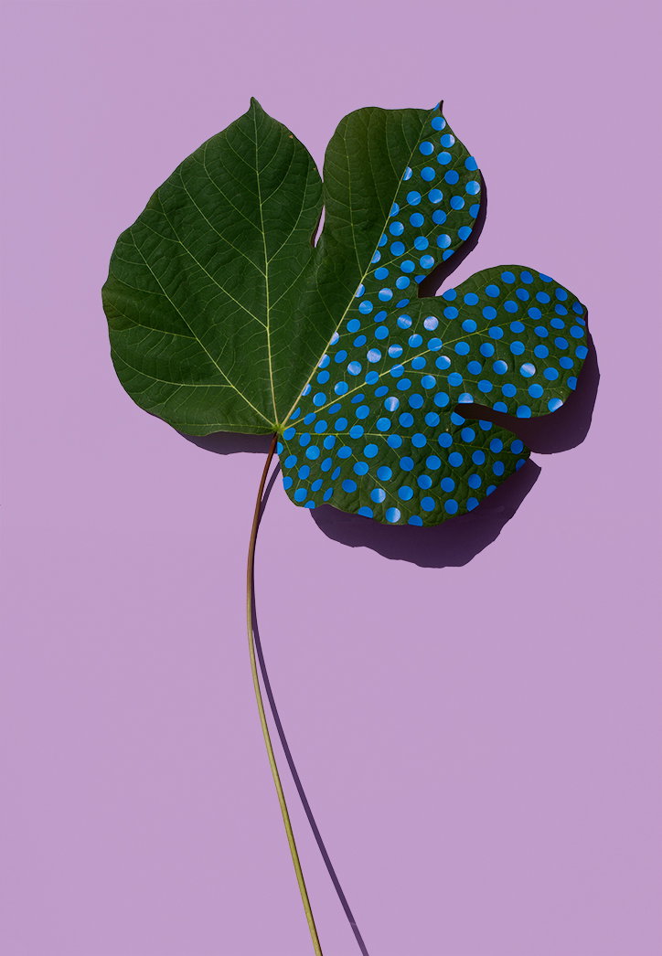 Sarah_Illenberger_Wonderplants_INT_5.jpg