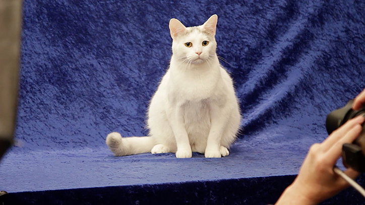 Mark_Zemel_cat_film_INT_3.jpg