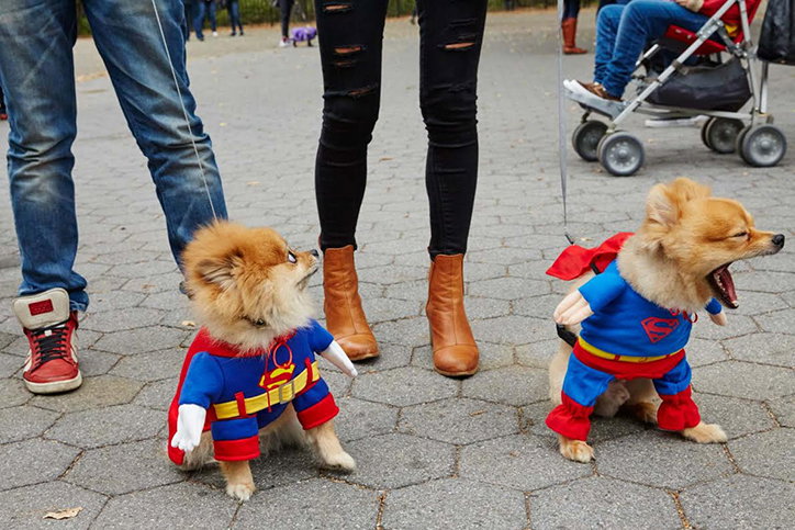 Dogpark-01-int.jpg