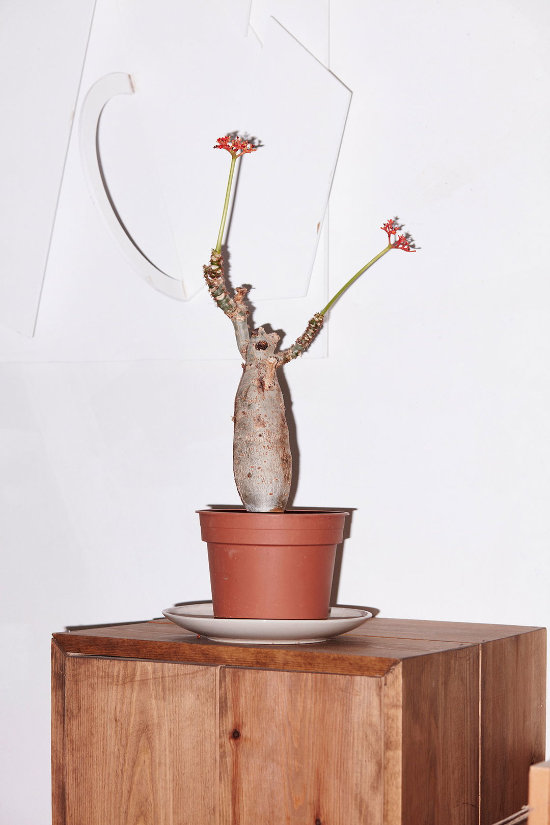 A small succulent with a thick, grey trunk sits in a terracotta pot on a wooden cabinet. Two thin stems grow upwards from the top, each ending in a cluster of tiny red flowers.