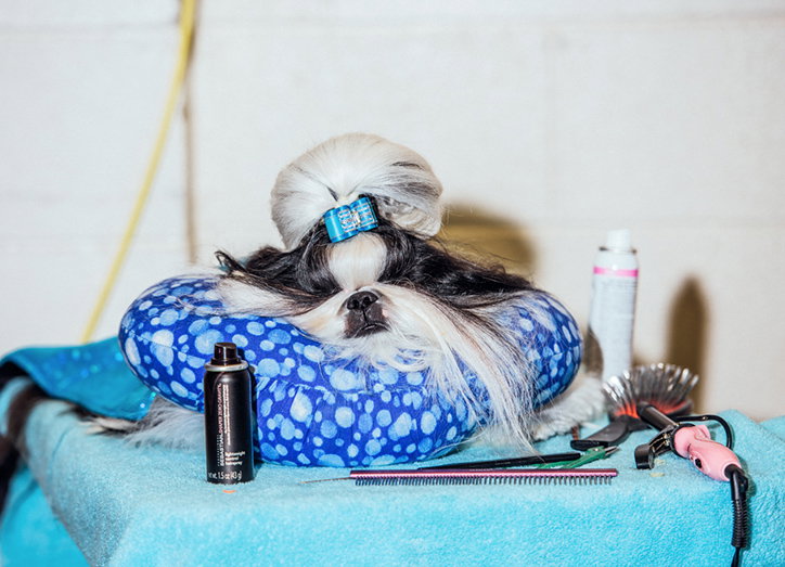 A small dog with long white and black fur rests its head on a blue patterned cushion. A blue clip holds a tuft of hair on top of its head, surrounded by grooming tools and spray bottles.
