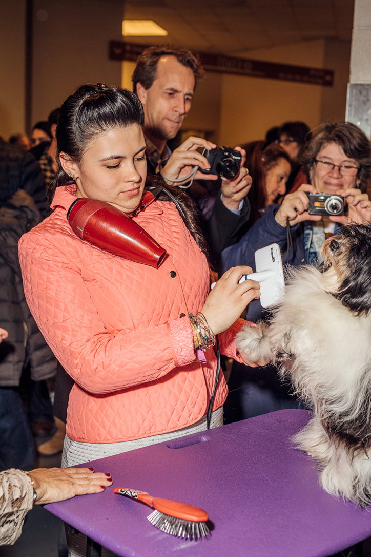 A person in a peach quilted jacket uses a red hairdryer on a fluffy white and grey dog. The dog stands on a purple grooming table next to a grooming brush. In the background, several people watch and take photographs.