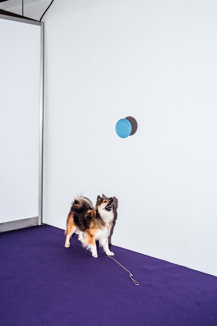 A fluffy, tri-colour dog stands on a deep purple carpet in a white gallery space. A small blue circular object is mounted on the wall above them.