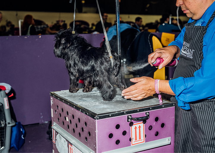 A person in a blue shirt and pinstriped apron grooms a small black dog. The dog stands on a purple grooming table while the person sprays its fur with a pink canister.