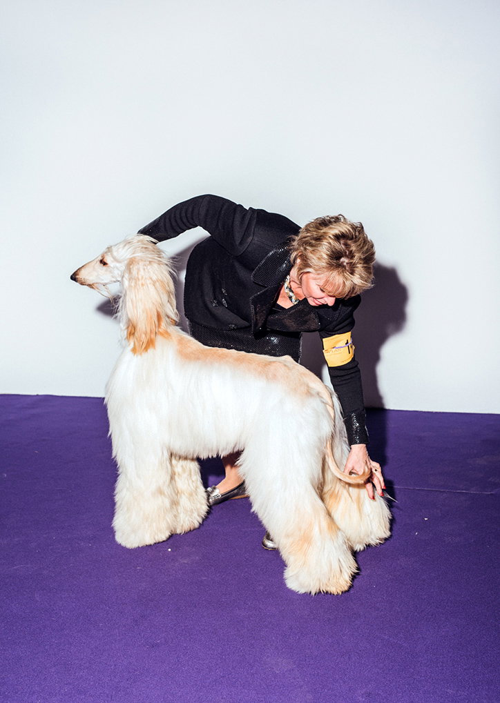 A person leans over a long-haired Afghan hound on a purple floor. They hold the dog's tail against a plain white background.