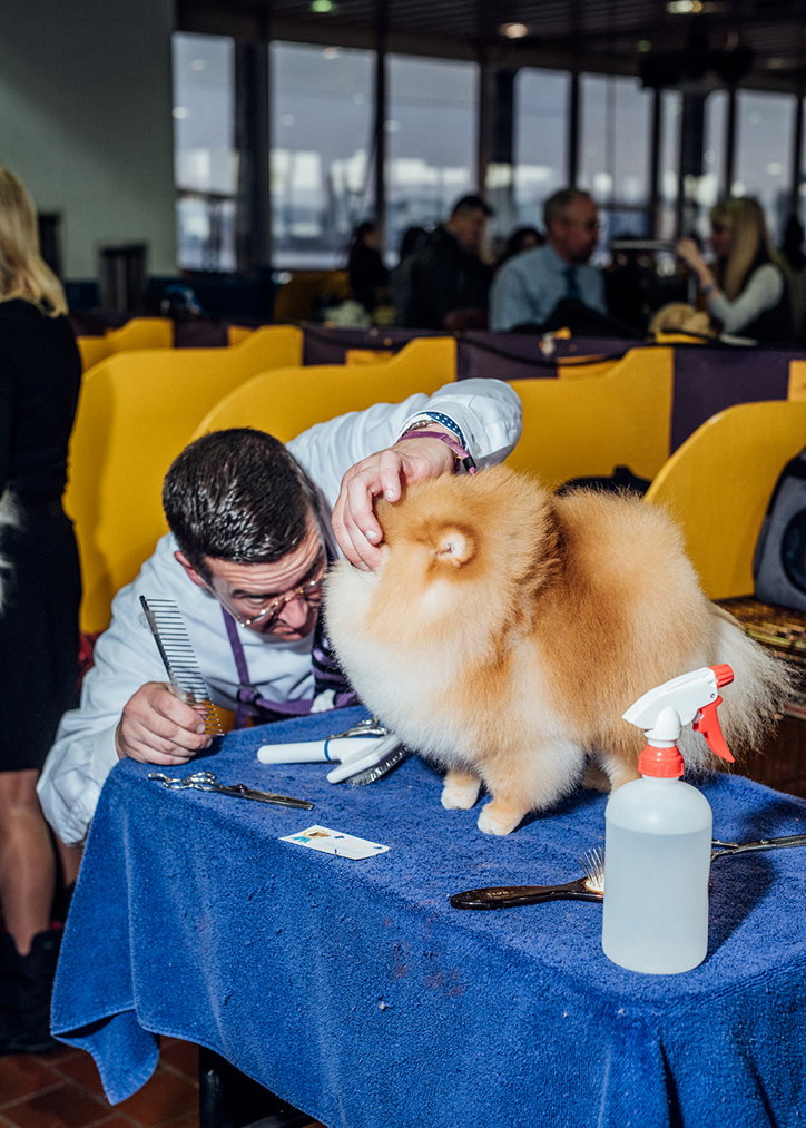 A groomer leans over a fluffy, orange Pomeranian on a blue table. They hold a comb in one hand while gently petting the dog's head.