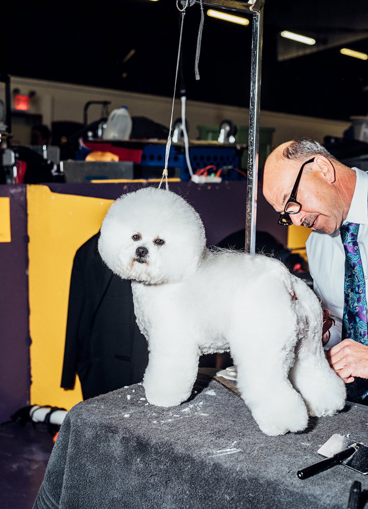 A white Bichon Frise stands on a grooming table, its fur clipped into a rounded, fluffy shape. A groomer in a light blue shirt and purple tie leans in to trim the dog's hind leg.