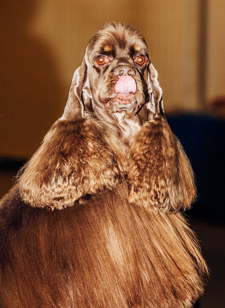 A brown dog with long, wavy fur looks at the camera with its tongue poking out. The fur is styled into voluminous, rounded shapes around its neck and chest.