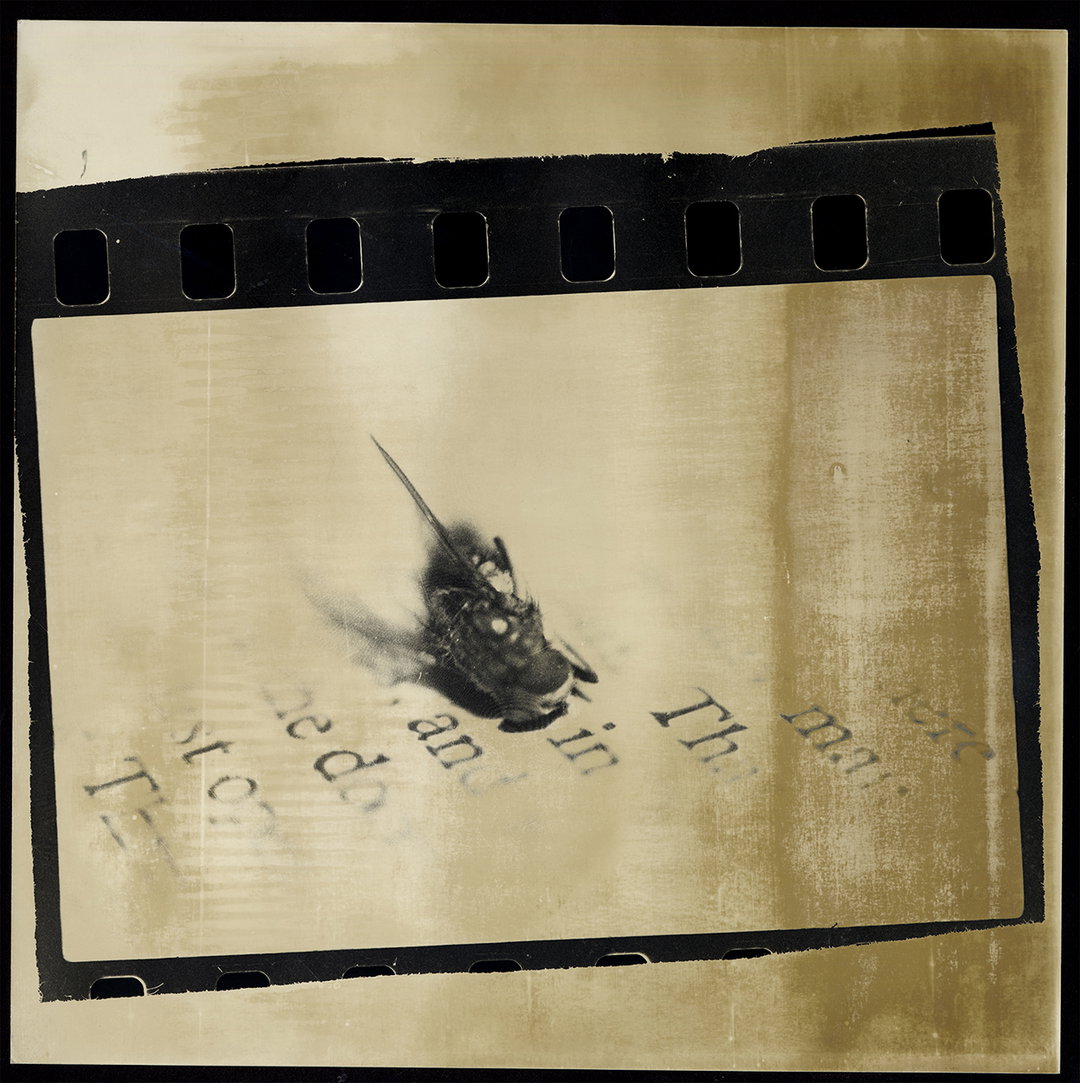 Fly_on_newspaper.jpg