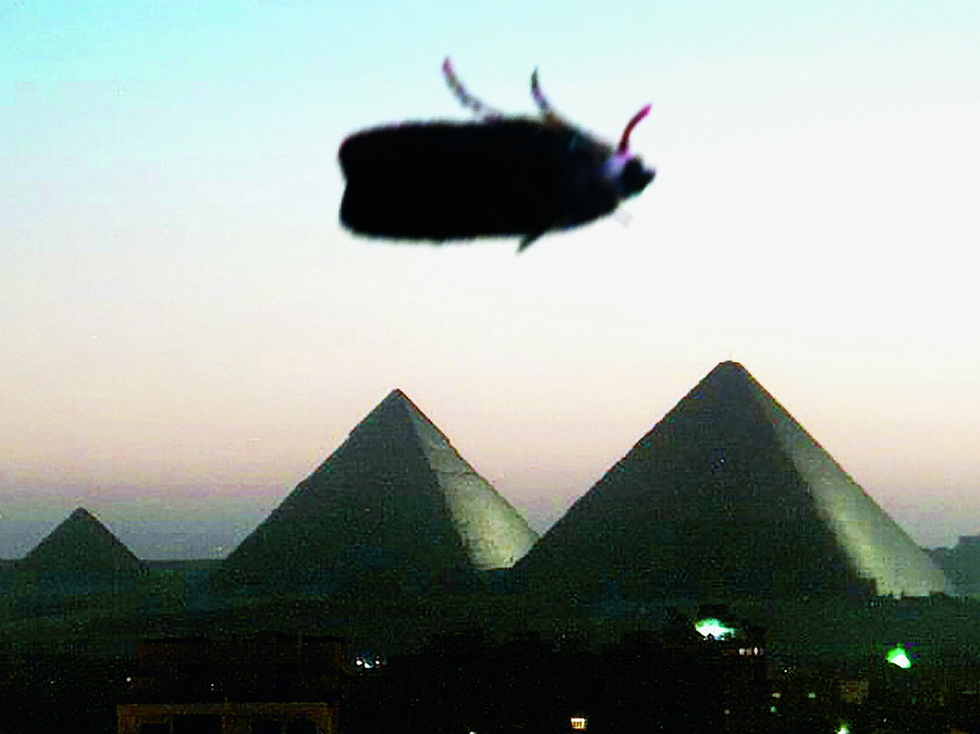 094-5_Insects_It's_Nice_That.jpg