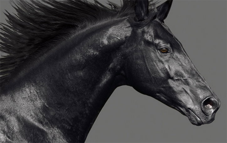 horse.jpg