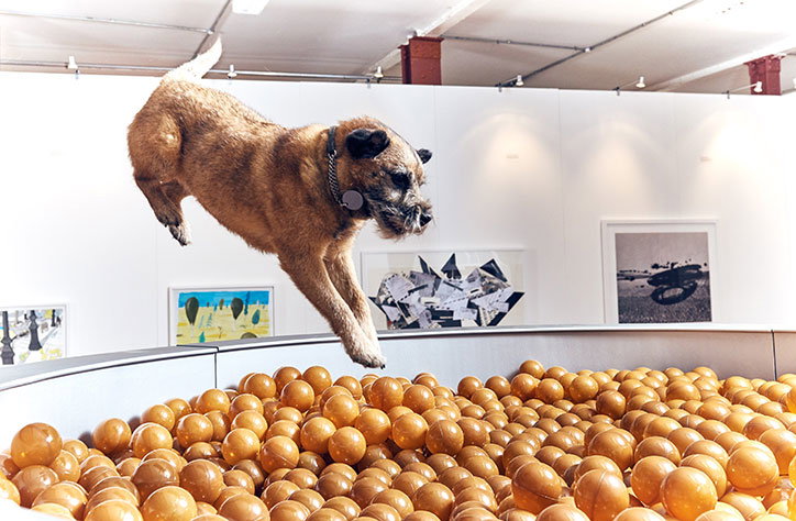 Dominic-Wilcox-art-for-dogs-exhibition5.jpg