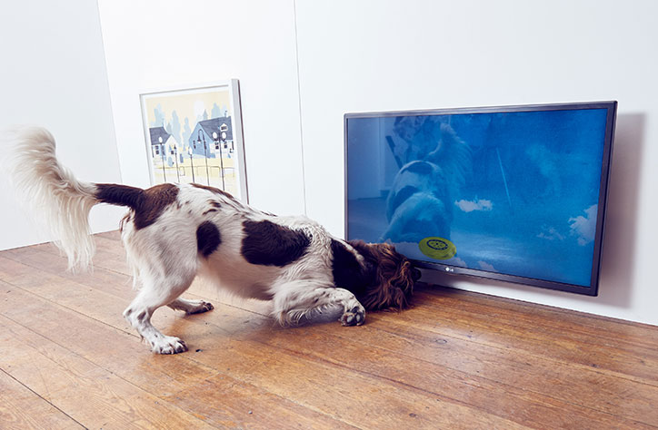 Dominic-Wilcox-art-for-dogs-exhibition6.jpg