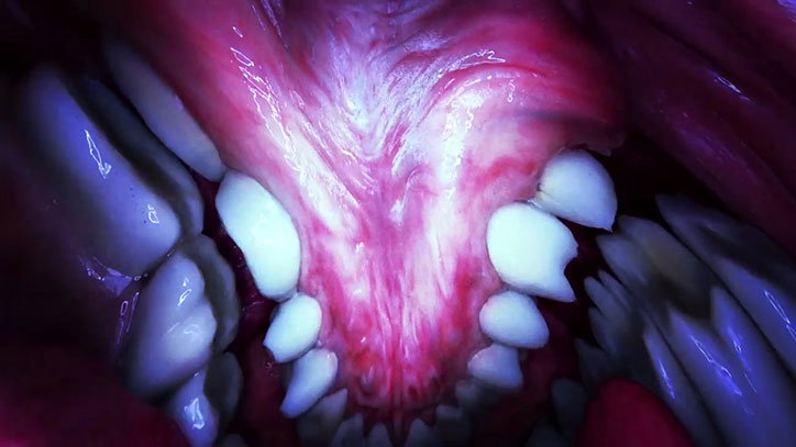 Bjork-Mouthmantra-VR.-Directed-by-Jesse-Kanda.jpg