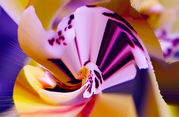 bloom1.png