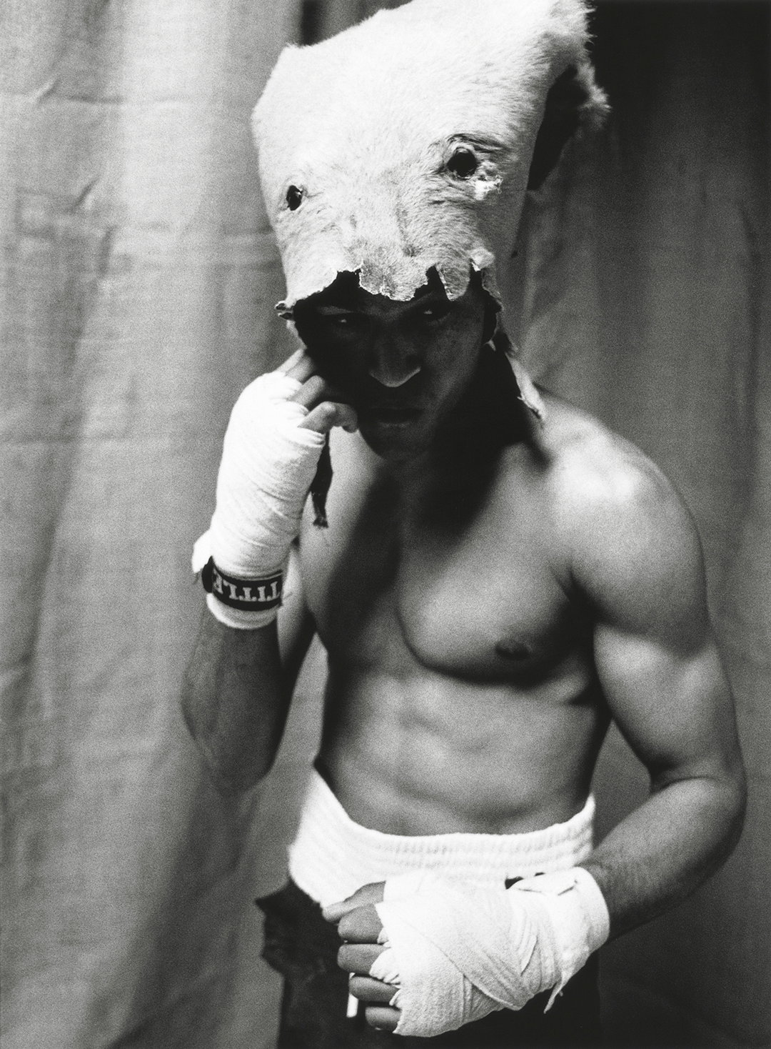 Boxer8.jpg