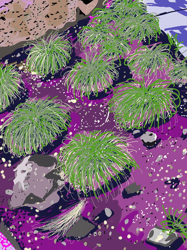 Grasses.jpg