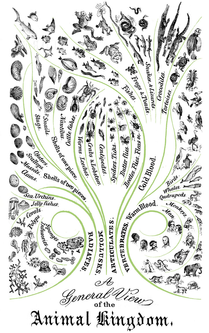 A-General-View-of-the-Animal-Kingdom.jpg