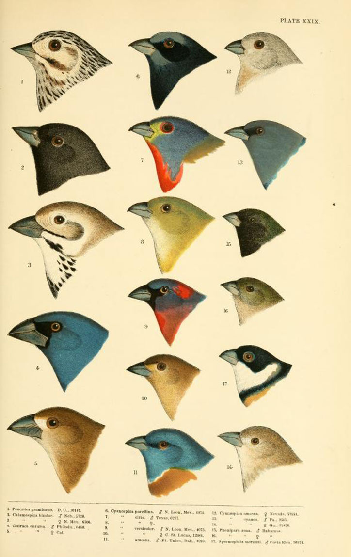 History-of-North-American-Birds-XXIX-plate_Biodiversity-Heritage-Library.jpg