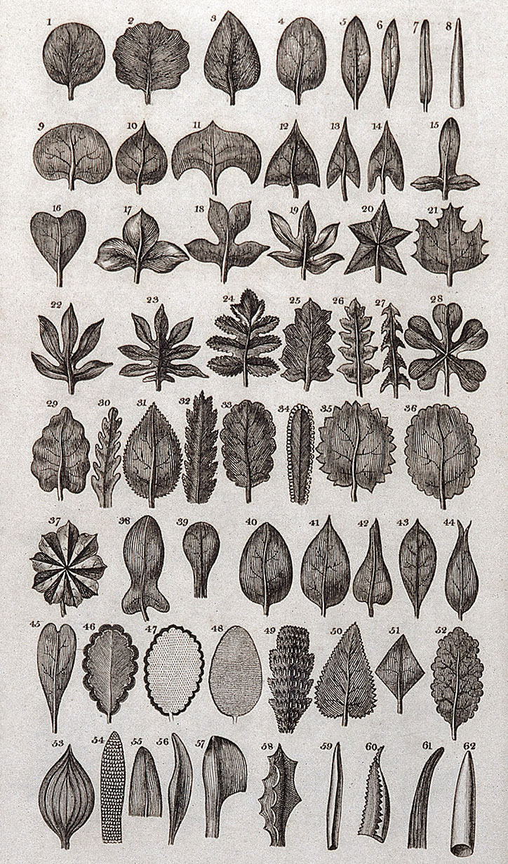 Linnaeus-Leaves_Wellcome-Library2.jpg