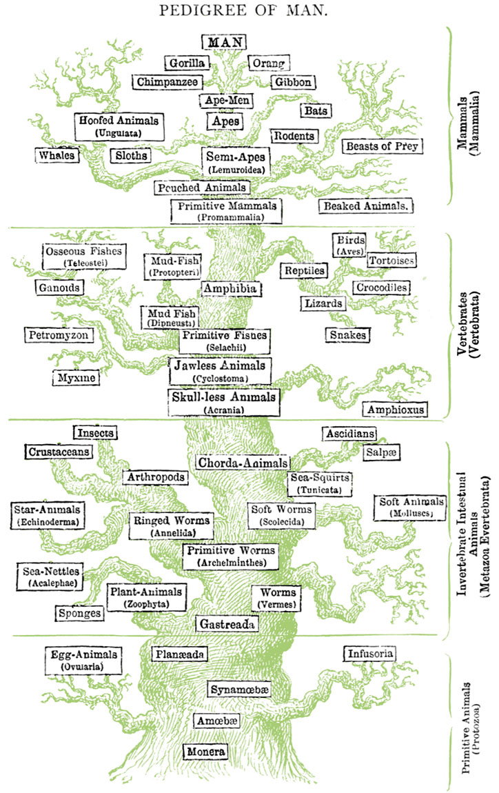 Tree-of-Life-Depicting-the-Pedigree-of-Man_-Ernst-Haeckel_-1879_2.jpg