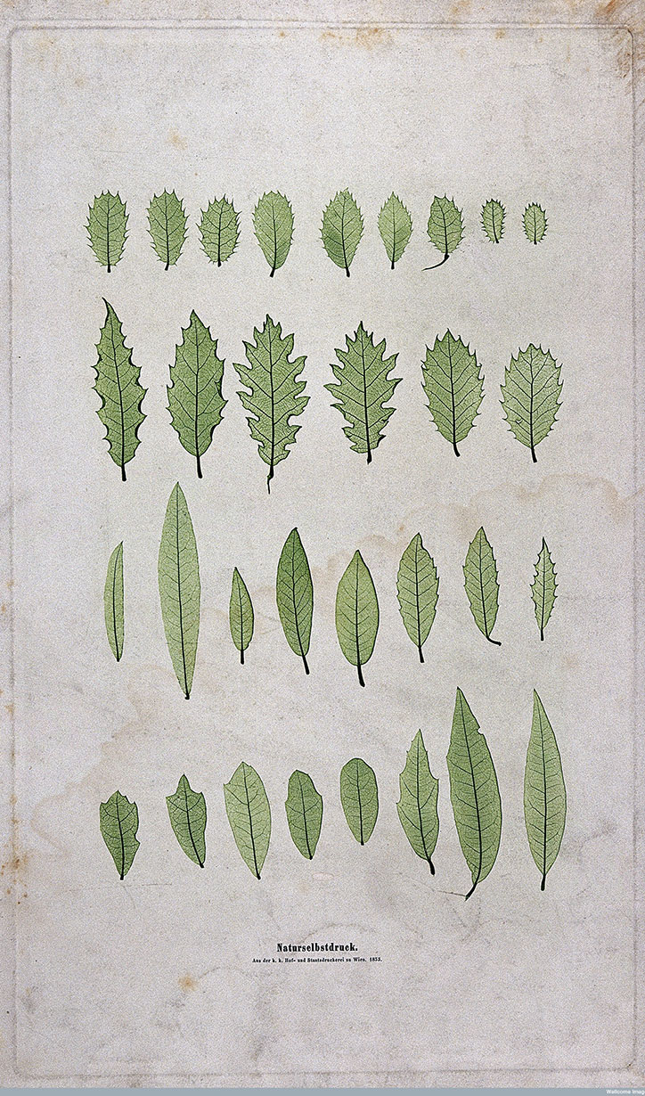 Nature-Printed-Leaves-2_Auer_Wellcome-Library2.jpg