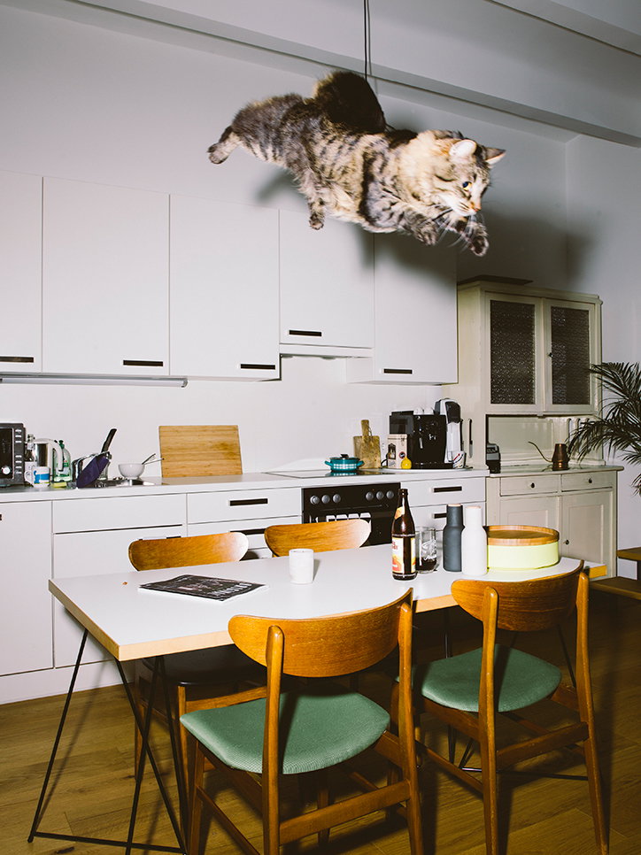 Cats2.jpg