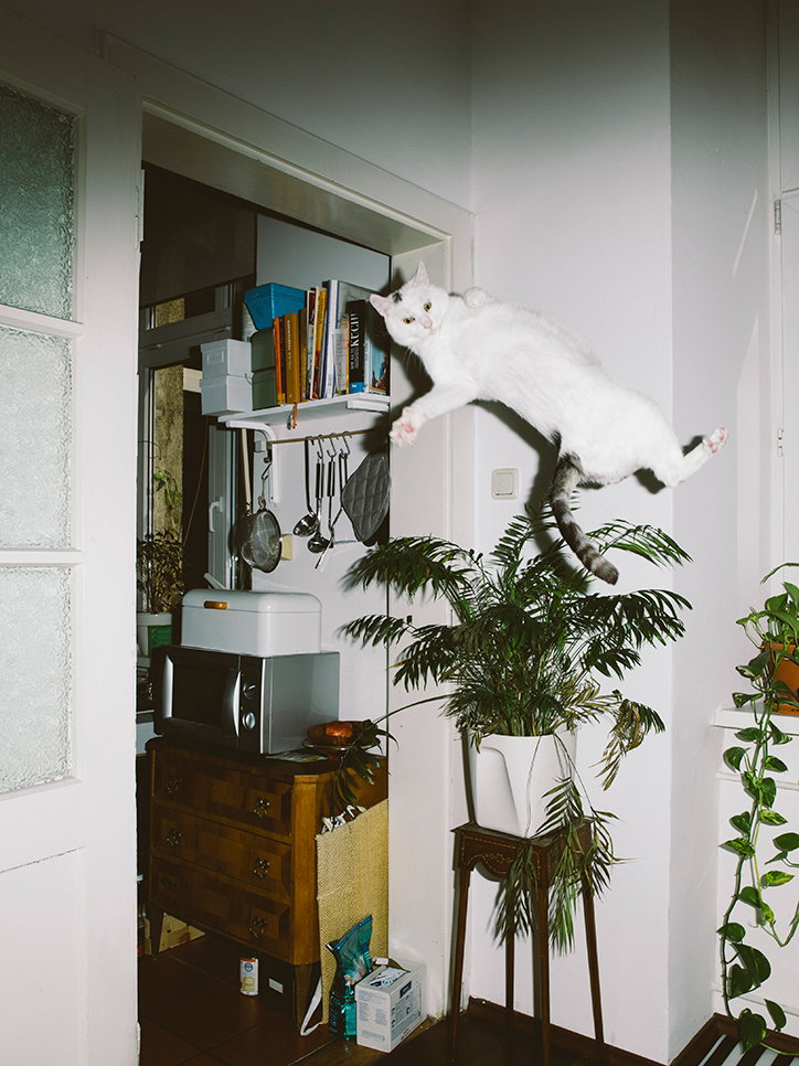 Cats1.jpg