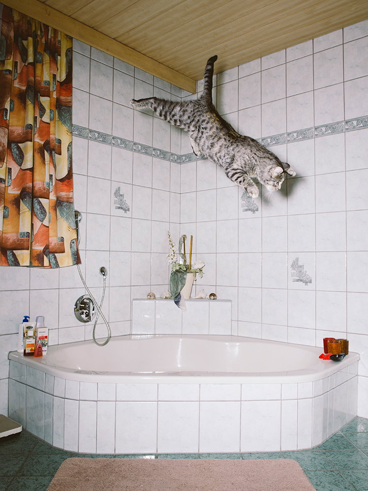 Cats4.jpg