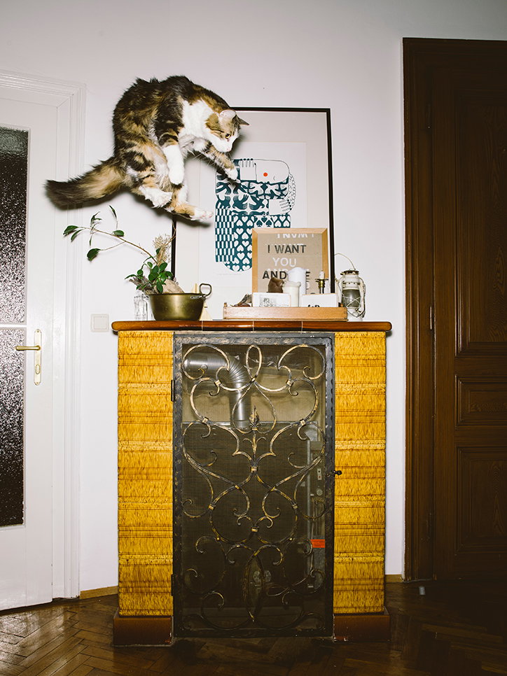 Cats5.jpg