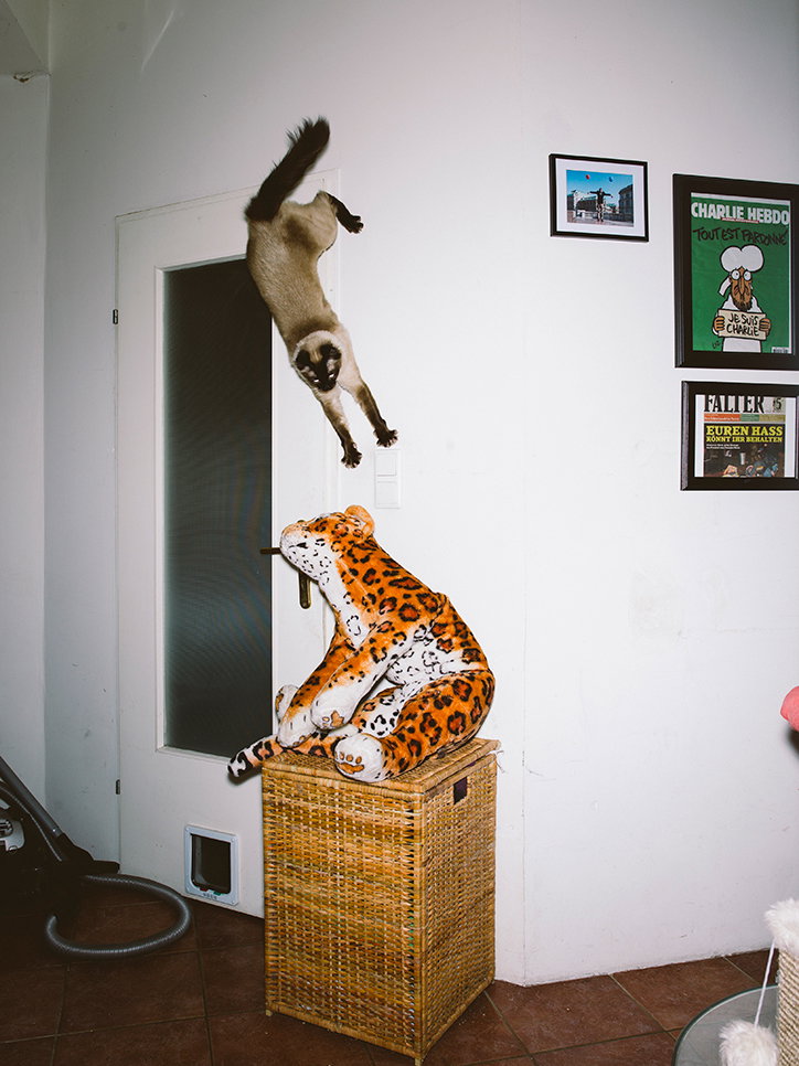 Cats6.jpg
