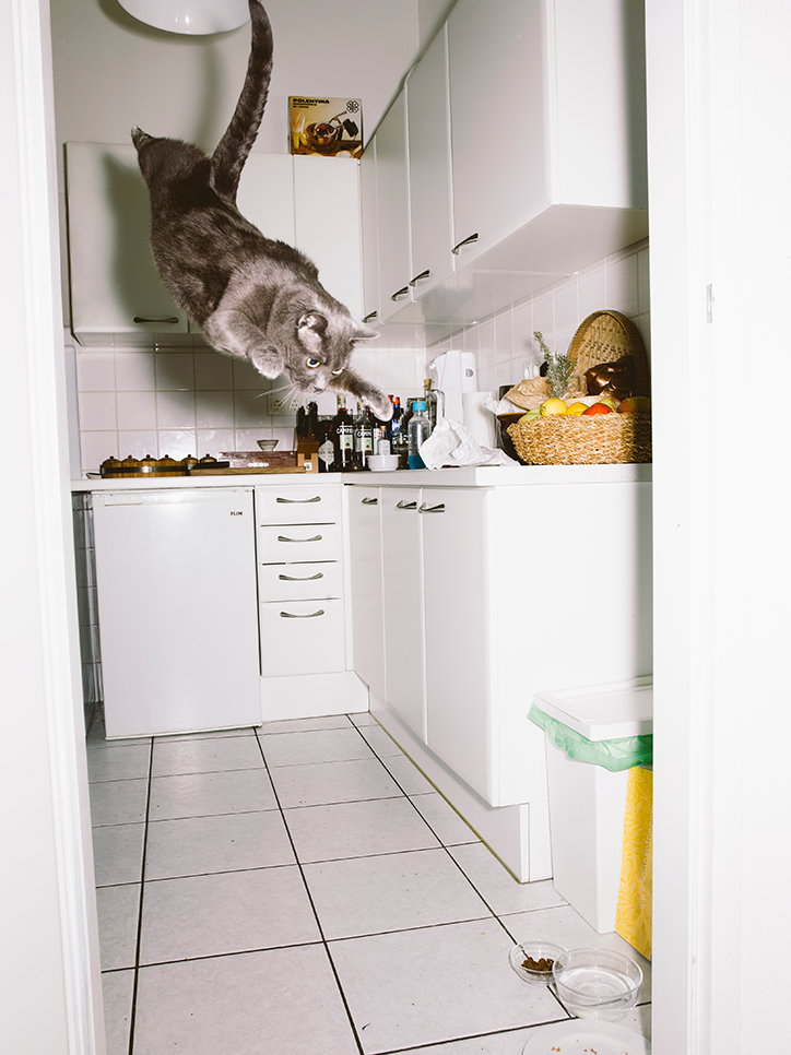 Cats7.jpg