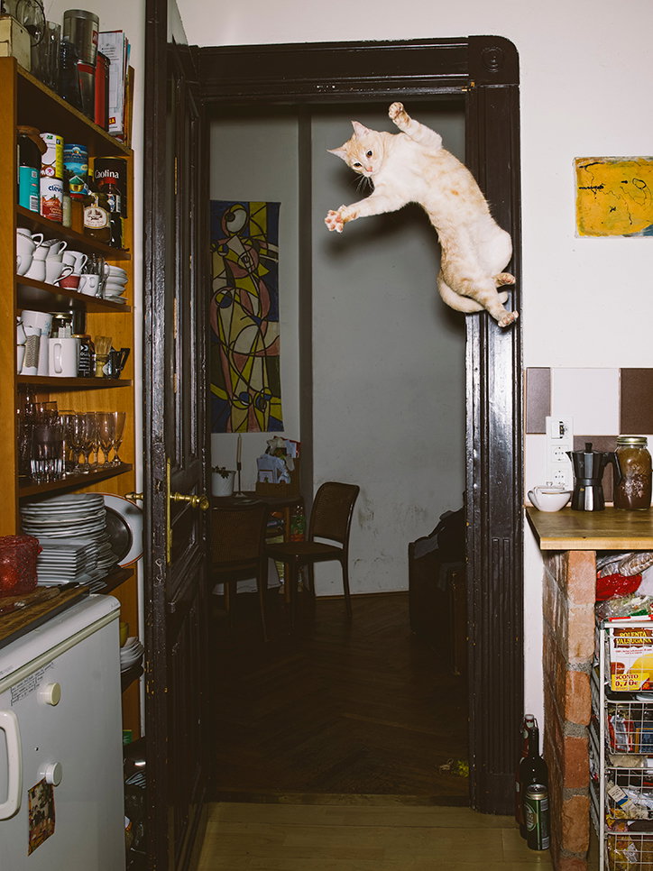 Cats13.jpg
