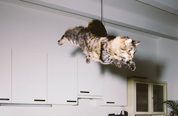 Cats Might Fly: the bizarre world of Daniel Gebhart de Koekkoek 