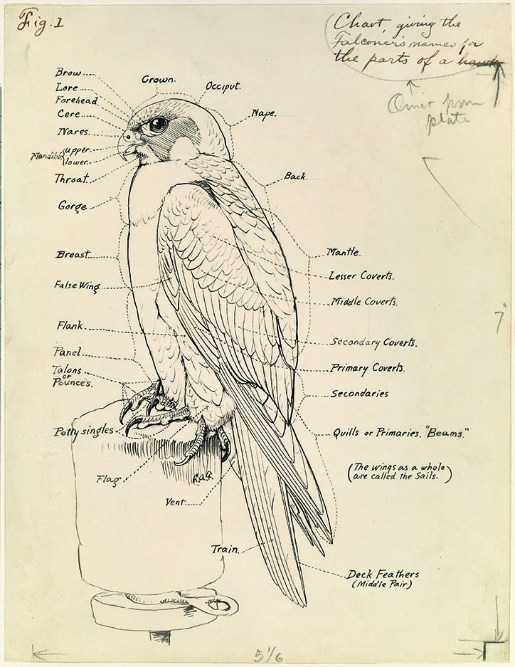 National_Geographic_Infographic_Tacshen_INT_7.jpg