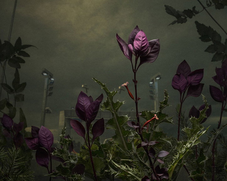 Daniel_Shipp_Magnum_Lensculture_Its_nice_that.jpg