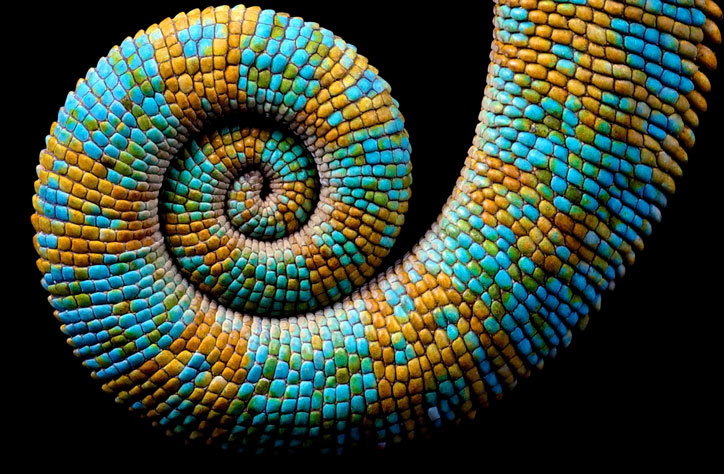 Adobe-Chameleon-itsnicethat-list.jpg