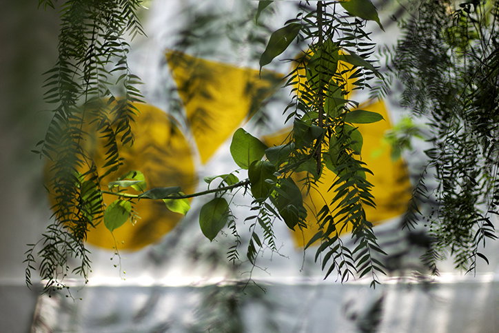 Green leaves and fern-like fronds frame a blurred background. Out-of-focus yellow geometric shapes, including a circle and triangles, are visible through the foliage.