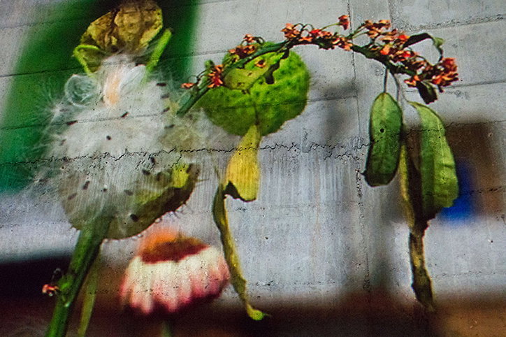 A blurred, experimental photograph of various plants and flowers. A white, fluffy seed head sits beside a green pod and a small pink flower.