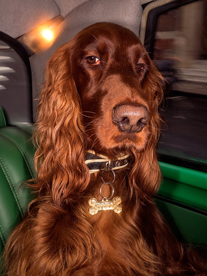 An Irish setter sits in the back of a car with green leather seats. The dog wears a striped collar with a gold, bone-shaped charm.