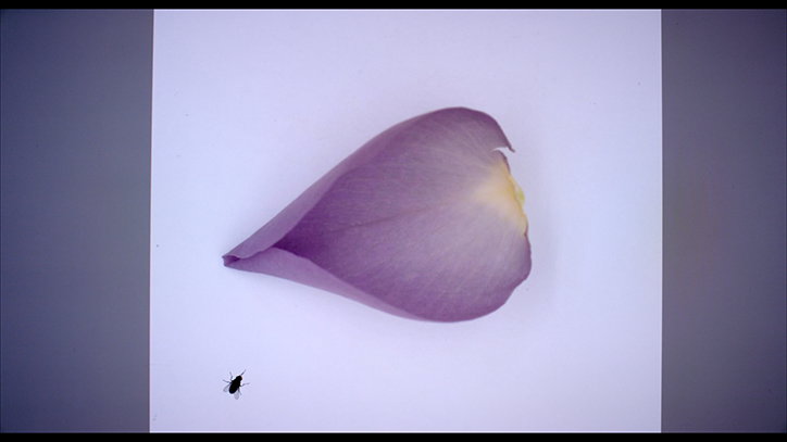 sarah-meyohas-art-itsnicethat-7.jpg