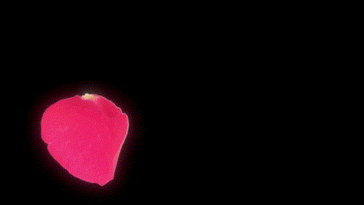 sarah-meyohas-art-itsnicethat-8.gif