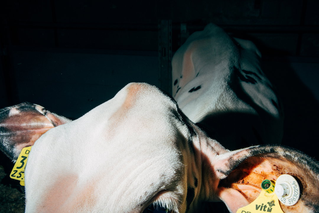 Turbo_Cow_Nikita_Teryoshin_Its_Nice_That_6.jpg