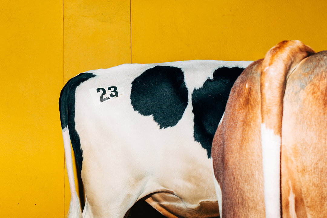 Turbo_Cow_Nikita_Teryoshin_Its_Nice_That_7.jpg